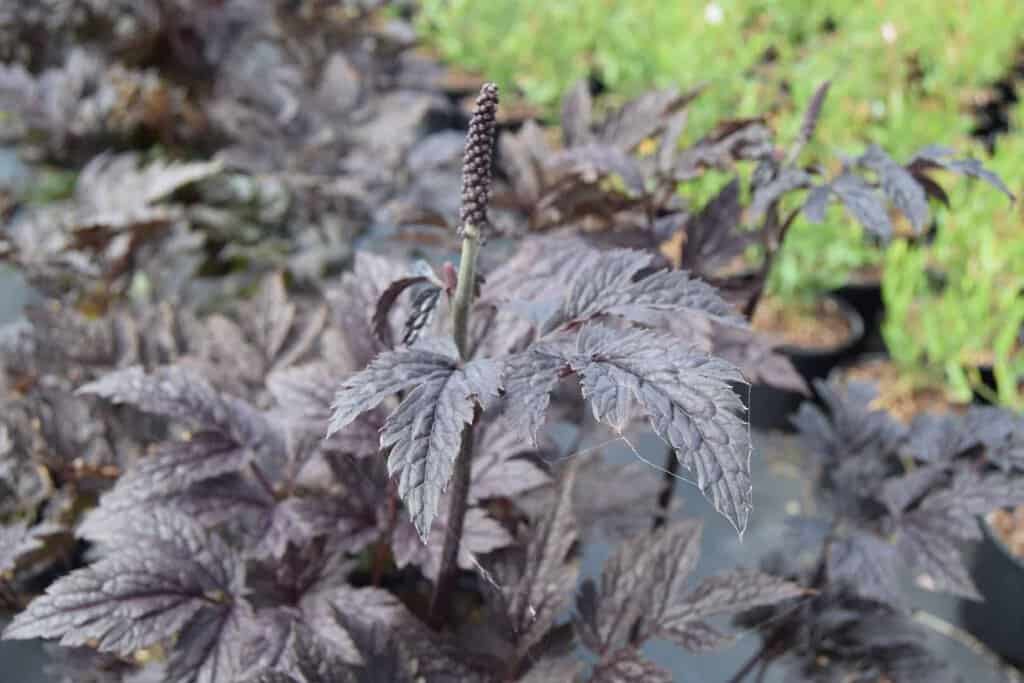 Actaea simplex 'Pink Spike' ---