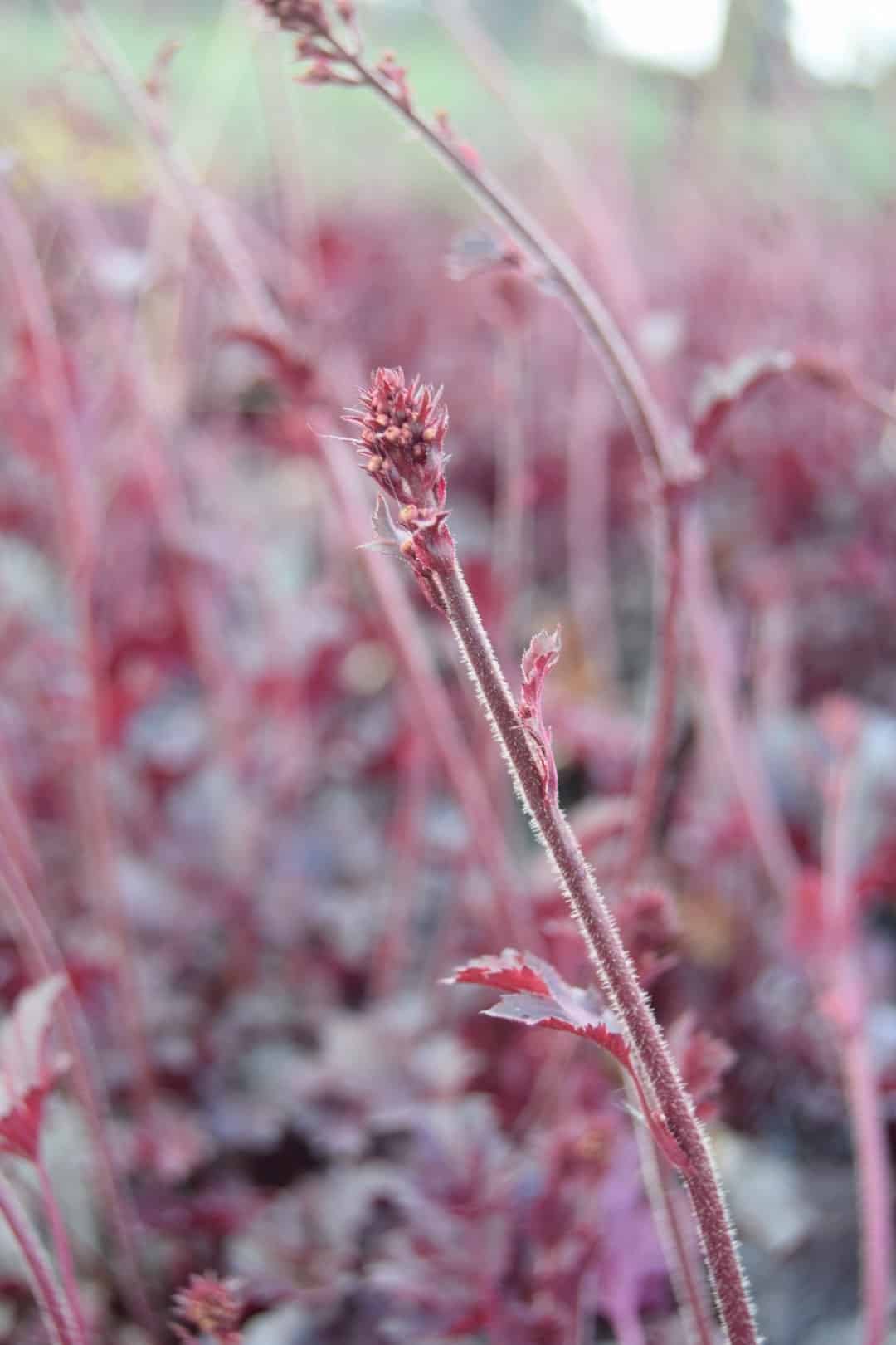 Heuchera 'Obsidian' ® ---