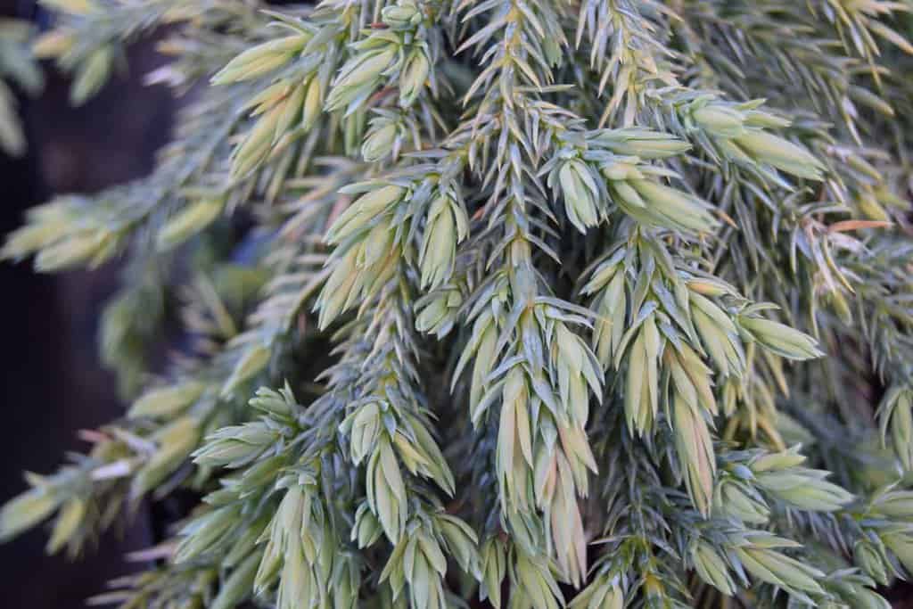 Juniperus squamata 'Blue Carpet' ---