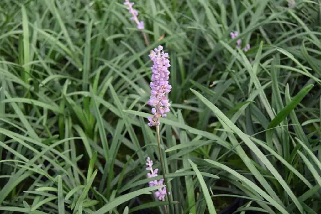 Liriope muscari 'Big Blue'
