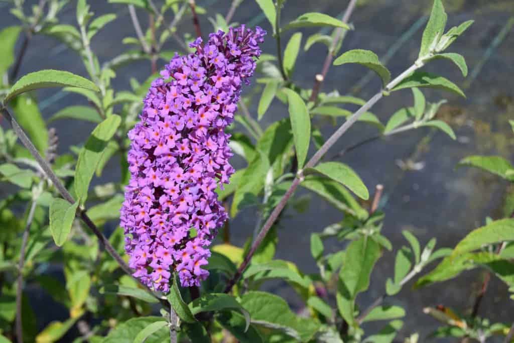 Buddleja davidii 'Border Beauty'