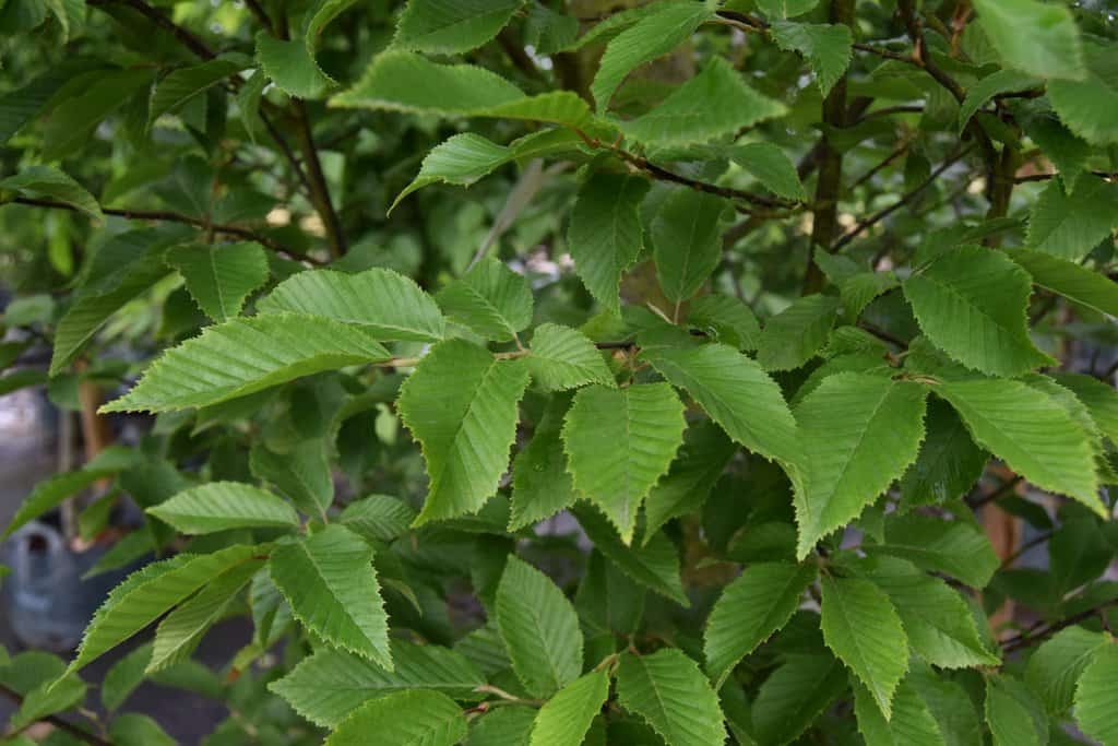 Carpinus betulus 'Fastigiata' 14-16 EHS