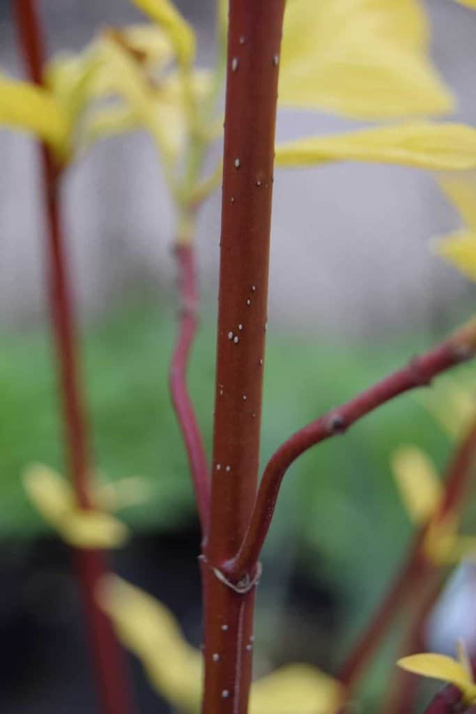 Cornus alba 'Aurea' 100-125 cm