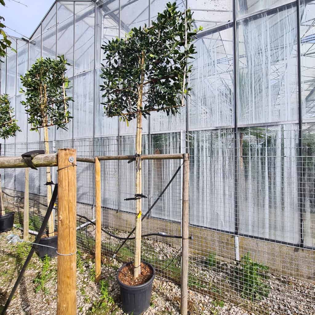 Ilex aquifolium 'Nellie R Stevens' 125-150 cm