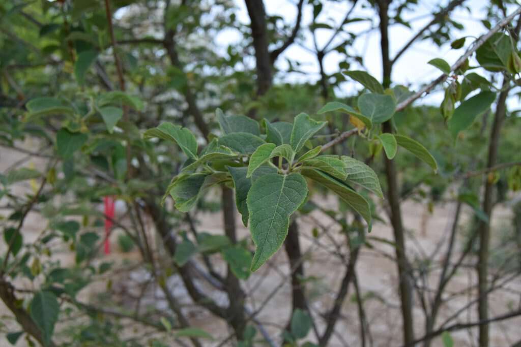 Halesia carolina 200-250 cm