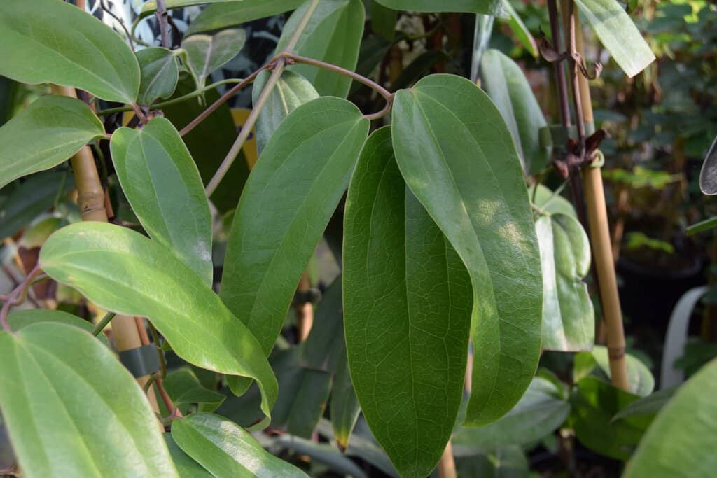Clematis armandii 125-150 cm