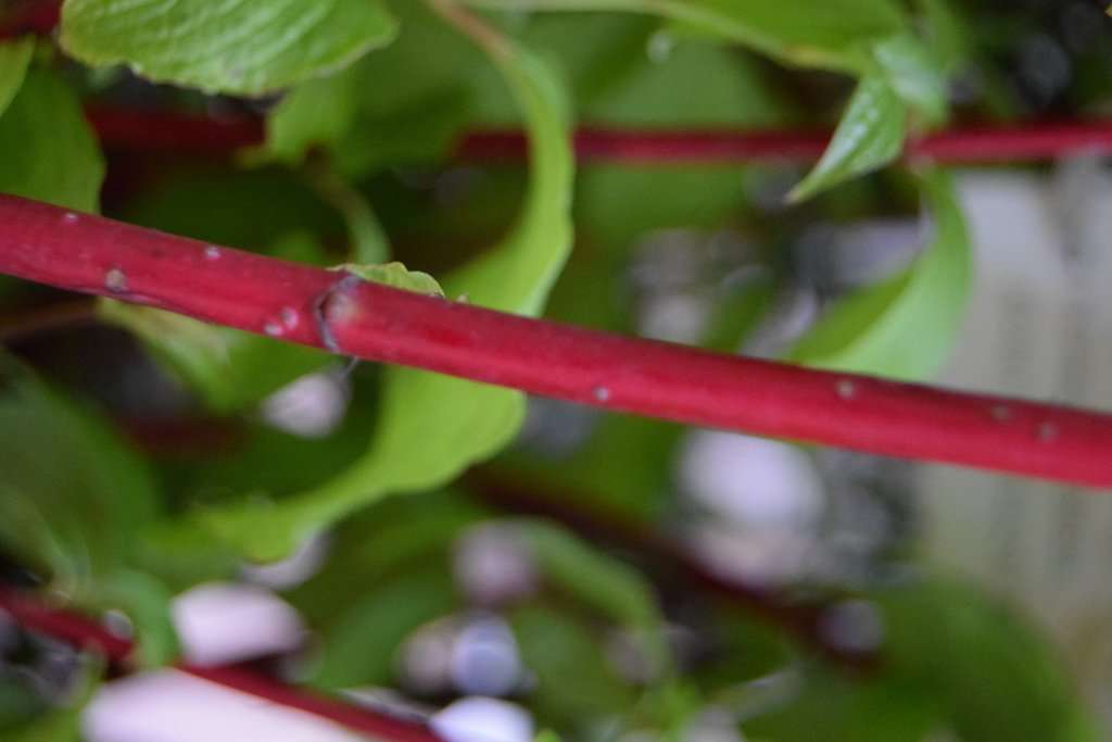 Cornus alba 'Sibirica' 30-40 cm
