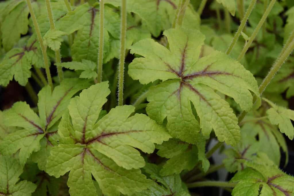 Tiarella 'Jeepers Creepers' ® ---