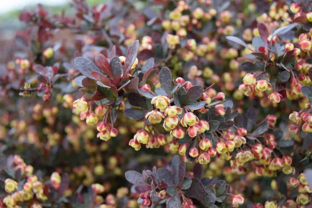 Berberis thunbergii f. atropurpurea 'Atropurpurea Nana' 20-30 cm