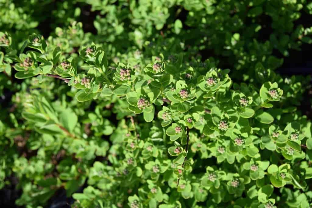 Spiraea nipponica 'Snowmound' 80-100 cm