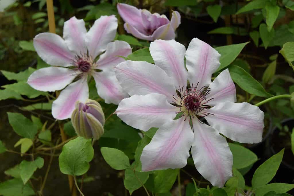 Clematis 'Nelly Moser'