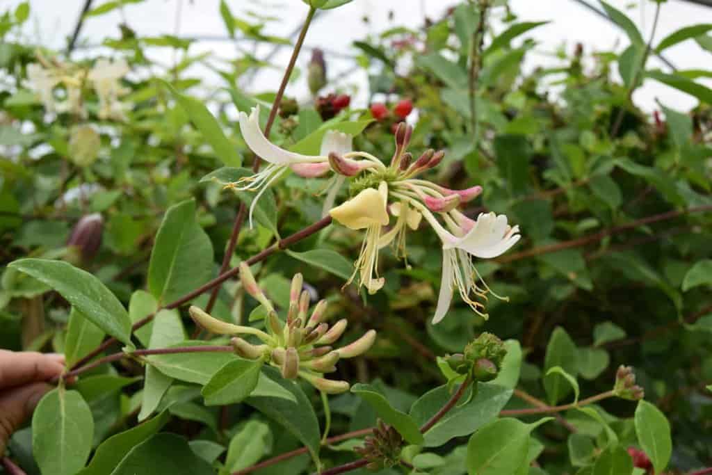 Lonicera periclymenum 'Belgica' 60-80 cm