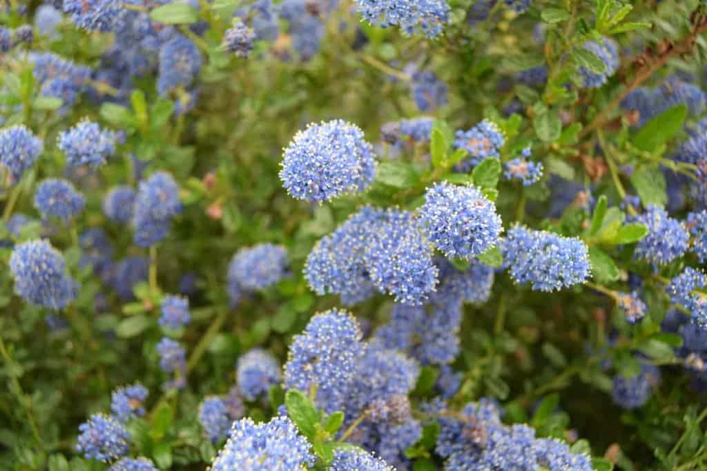Ceanothus 'Italian Skies'
