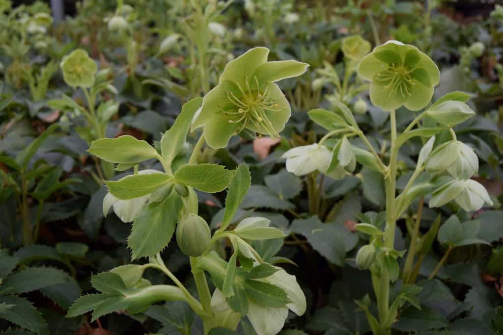 Helleborus argutifolius