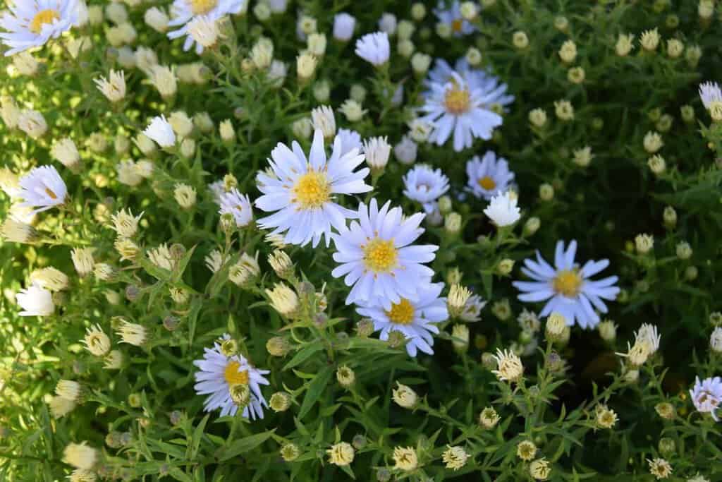 Symphyotrichum novi-belgii 'Apollo' ---