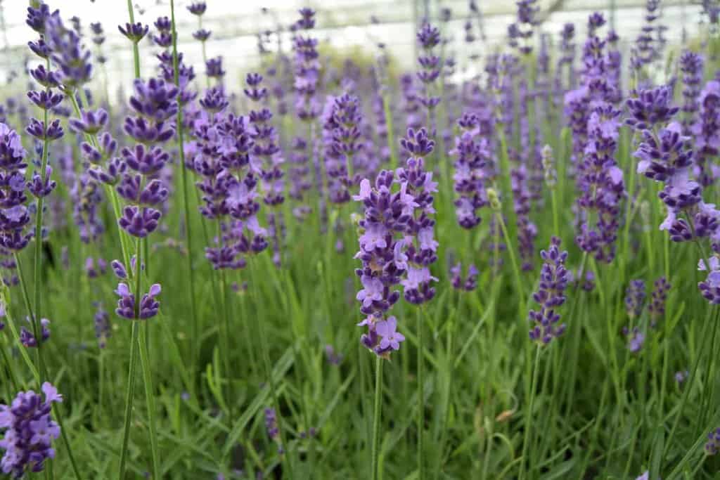 Lavandula angustifolia 'Hidcote' ---