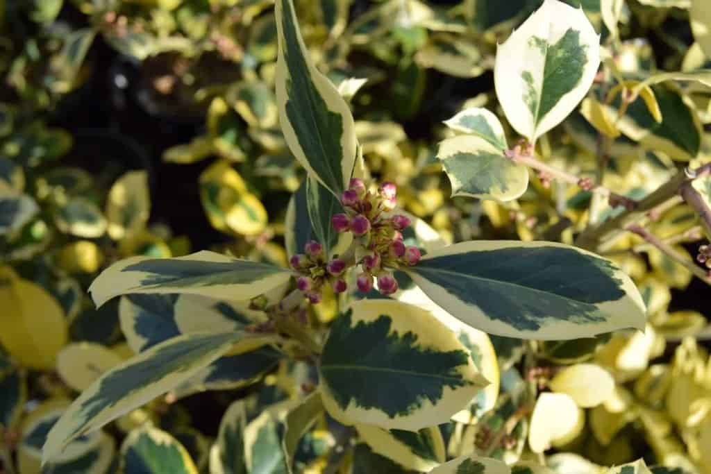 Ilex x altaclerensis 'Golden King' 20-30 cm