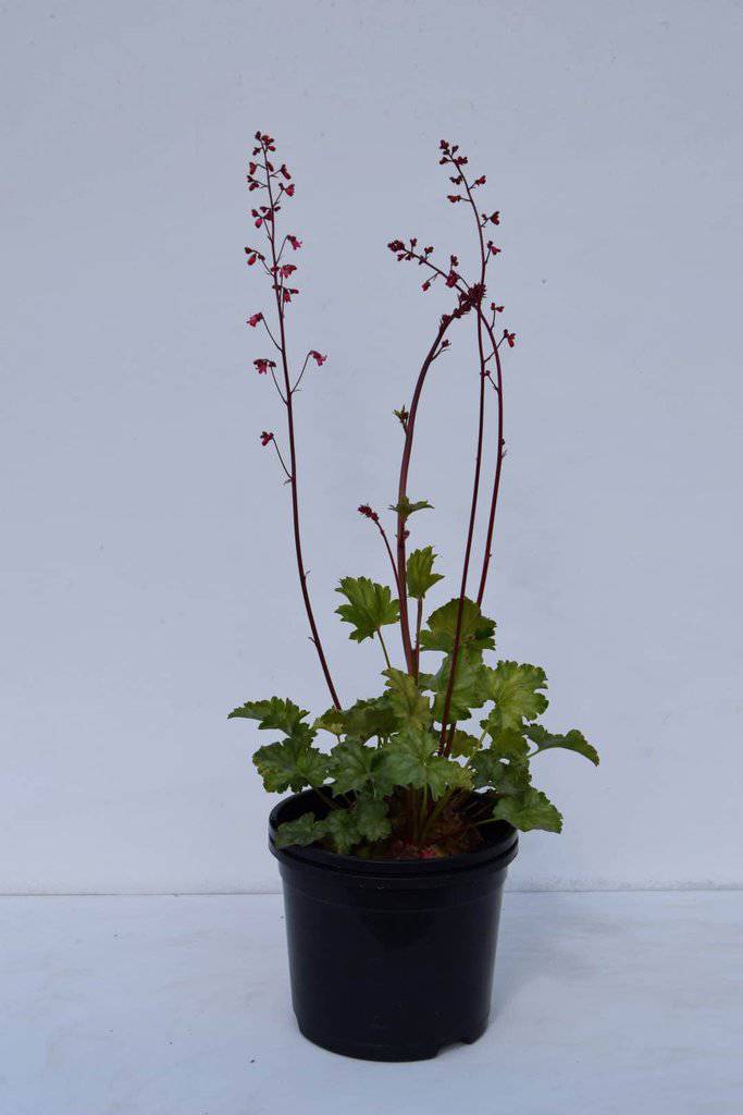 Heuchera 'Paris' ® ---