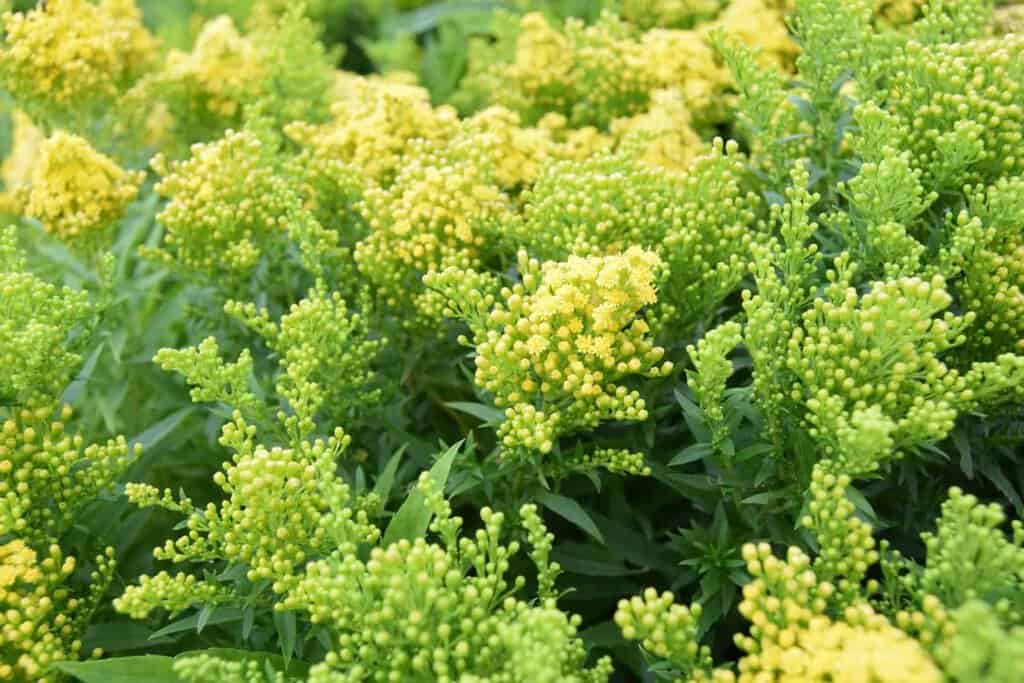Solidago 'Little Lemon' <span class="hidden specialOffer"></span>