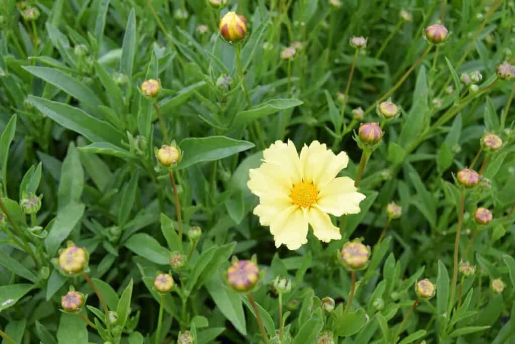 Coreopsis 'Full Moon' ® ---