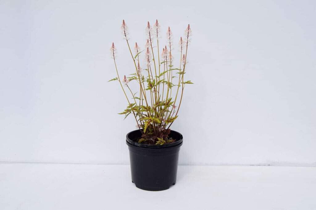 Tiarella 'Sugar And Spice' ® ---