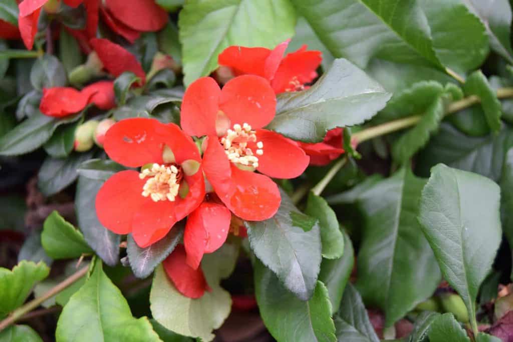 Chaenomeles x superba 'Crimson & Gold' ---