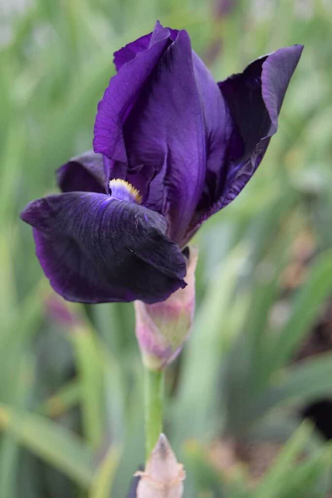 Iris 'Black Dragon'