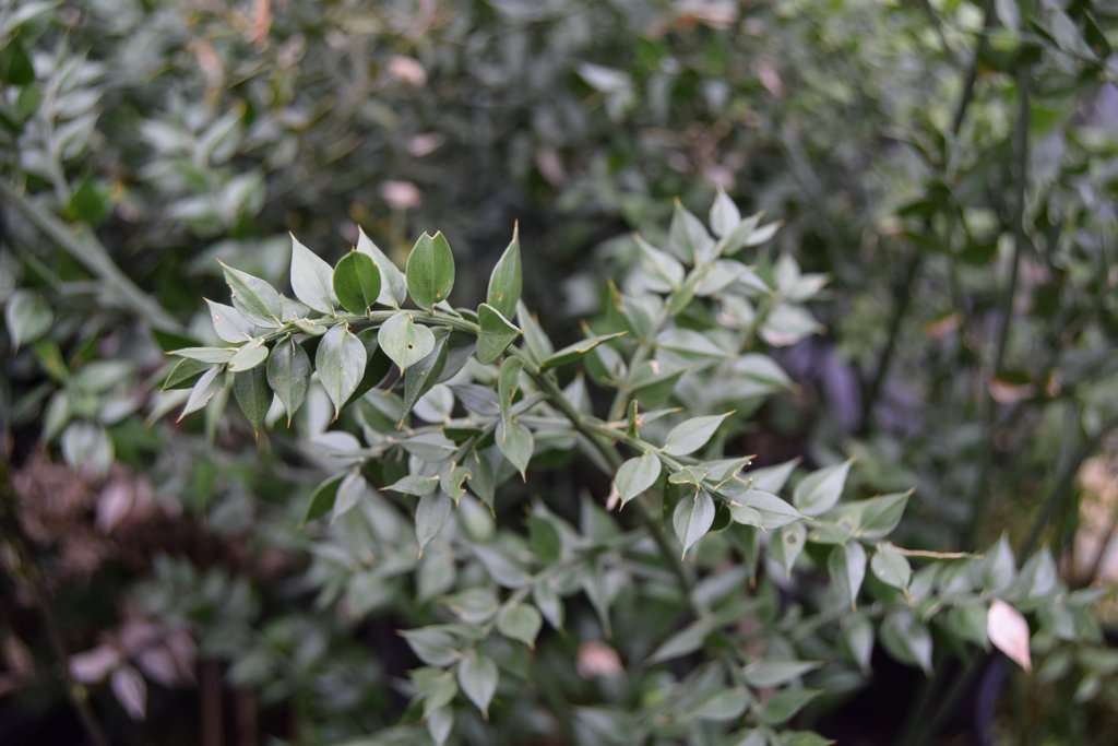 Ruscus aculeatus
