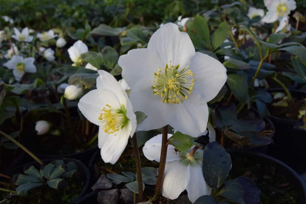 Helleborus niger