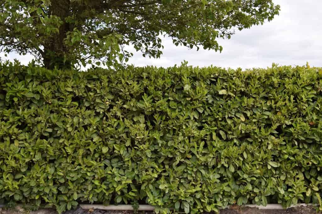 Prunus laurocerasus 'Rotundifolia' 80-100 cm