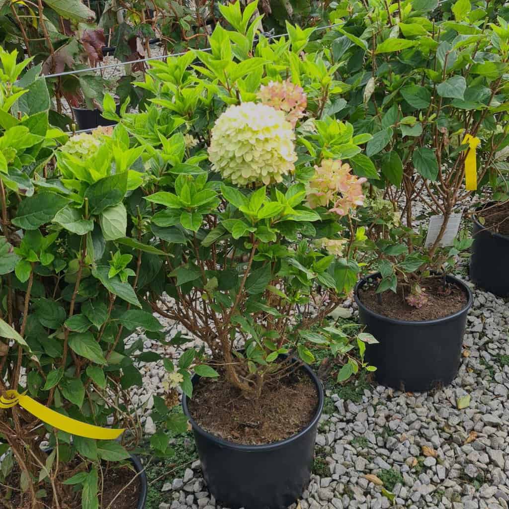 Hydrangea paniculata 'Jane' ® 30-40 cm
