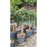 Ilex aquifolium 'Nellie R Stevens' 125-150 cm