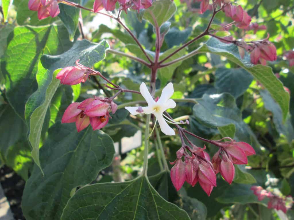 Clerodendrum trichotomum