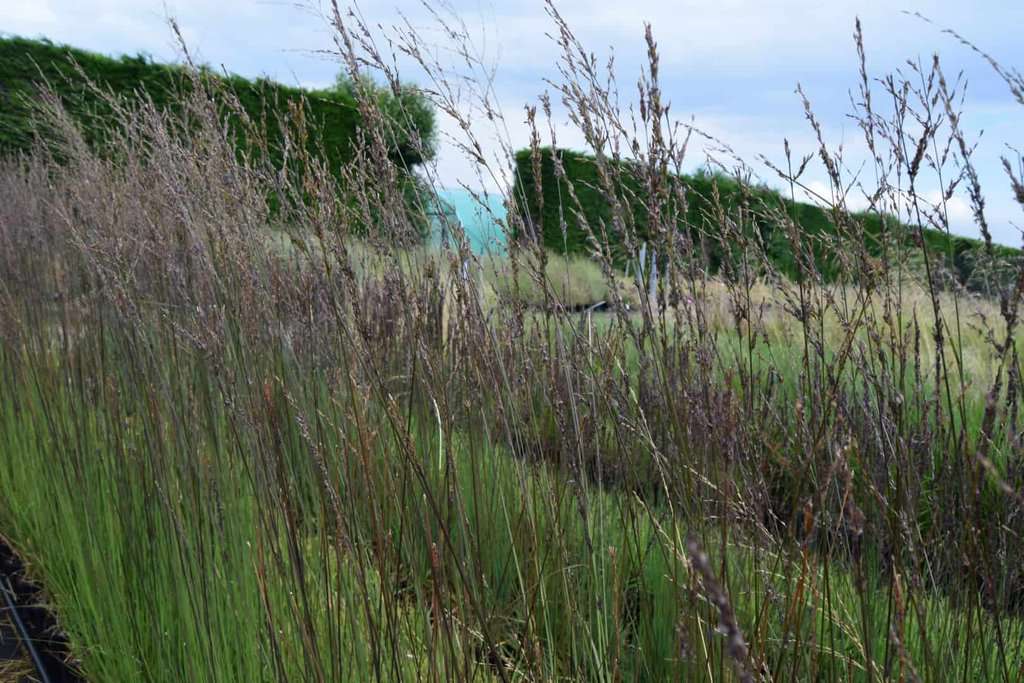 Molinia caerulea ssp. caerulea 'Heidebraut' ---