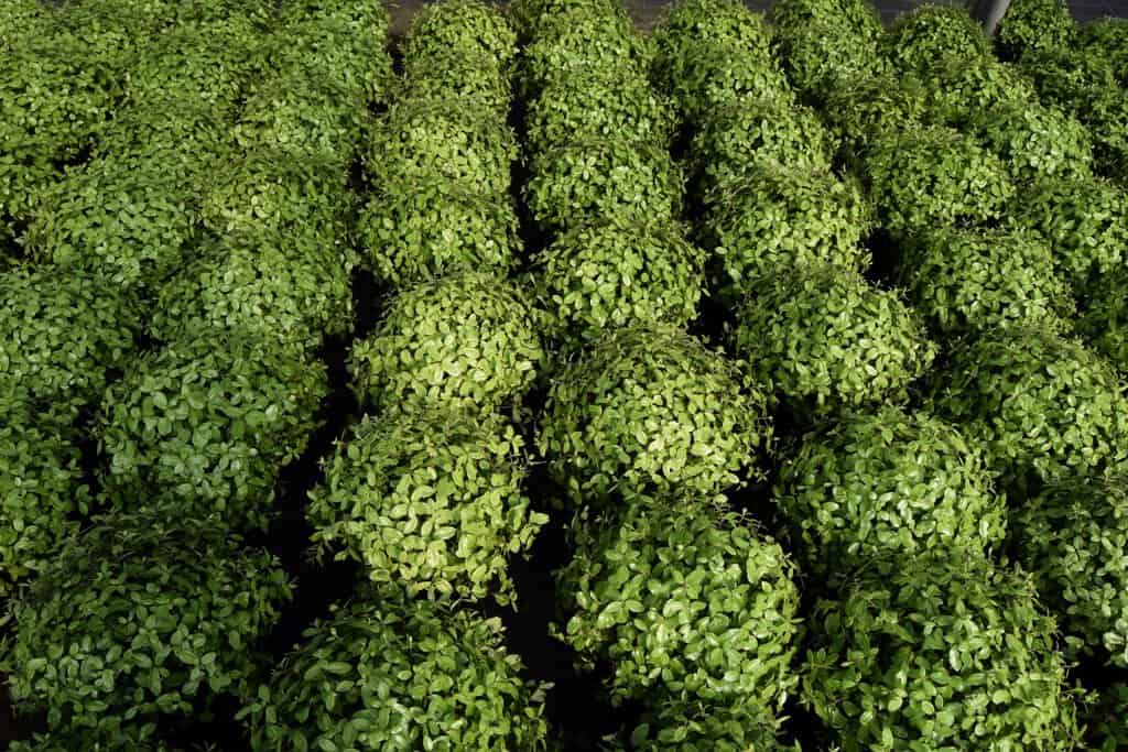 Pittosporum tenuifolium 'Pompom'