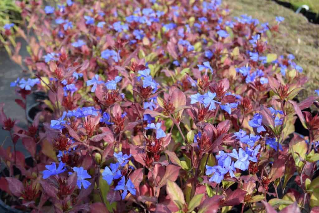 Ceratostigma plumbaginoides ---