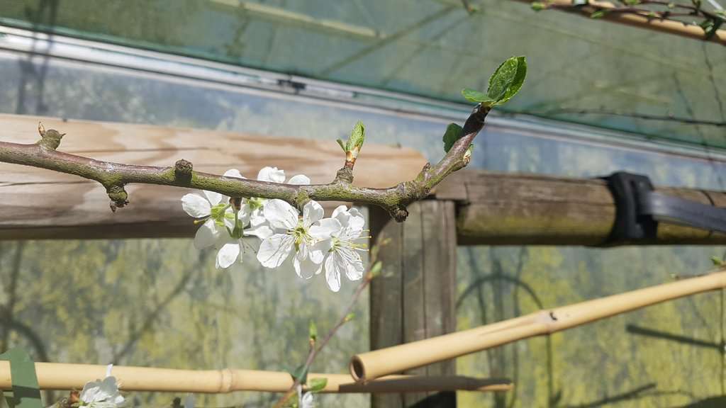 Prunus domestica 'Victoria'