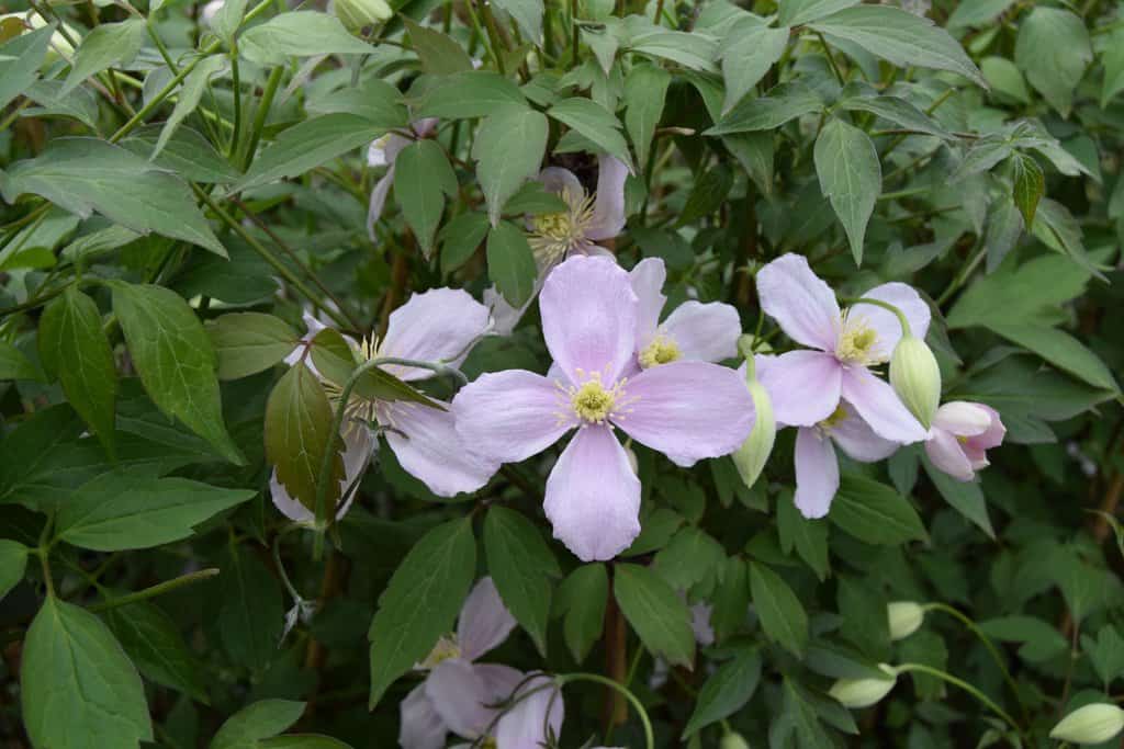 Clematis montana 'Elizabeth'
