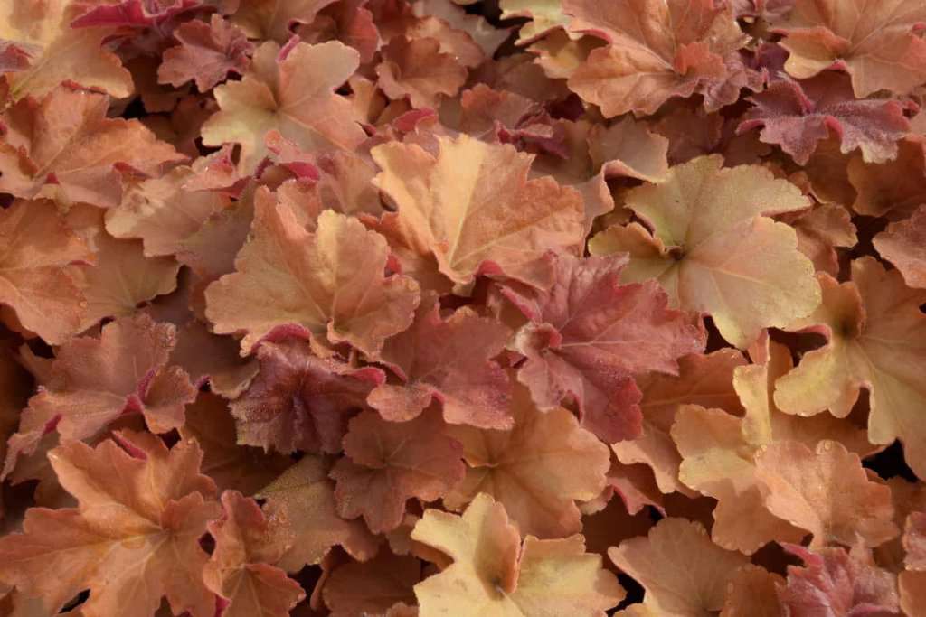 Heuchera 'Caramel' ®