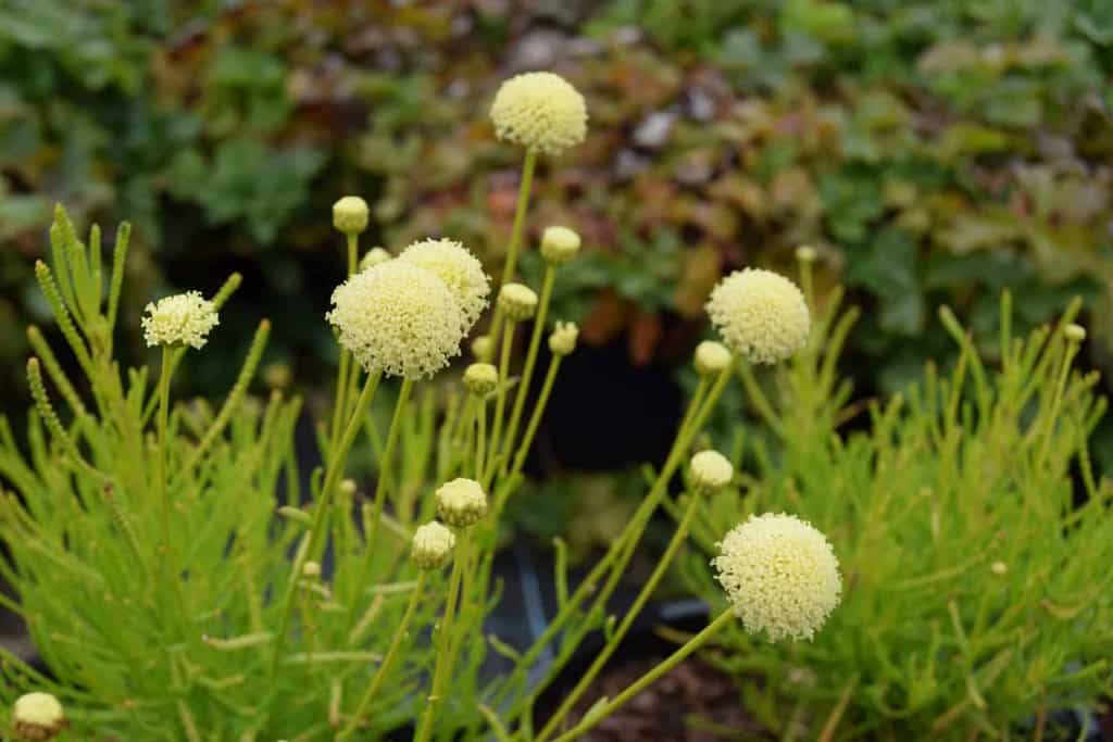 Santolina chamaecyparissus 'Lemon Fizz' ---