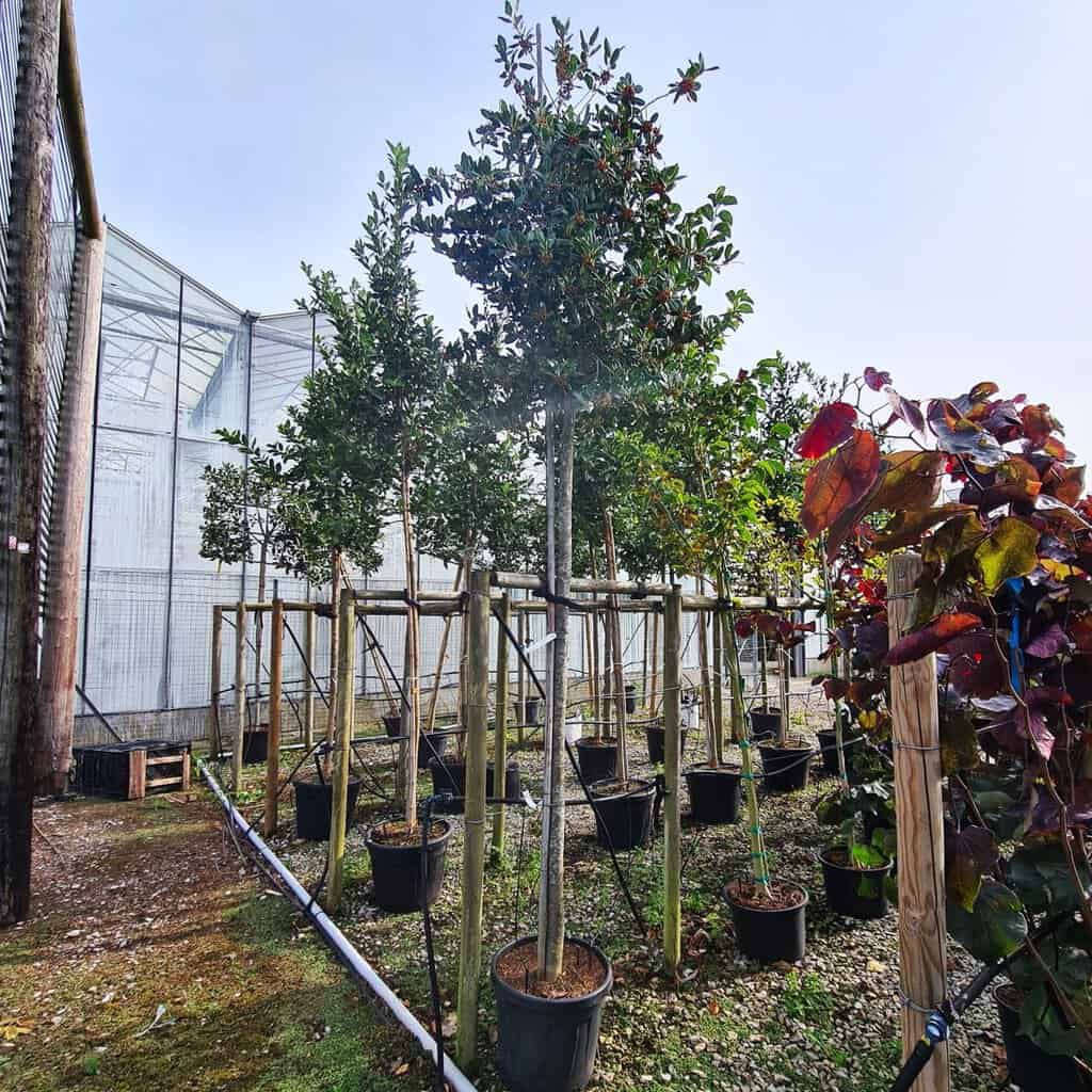Ilex aquifolium 'Nellie R Stevens' 125-150 cm
