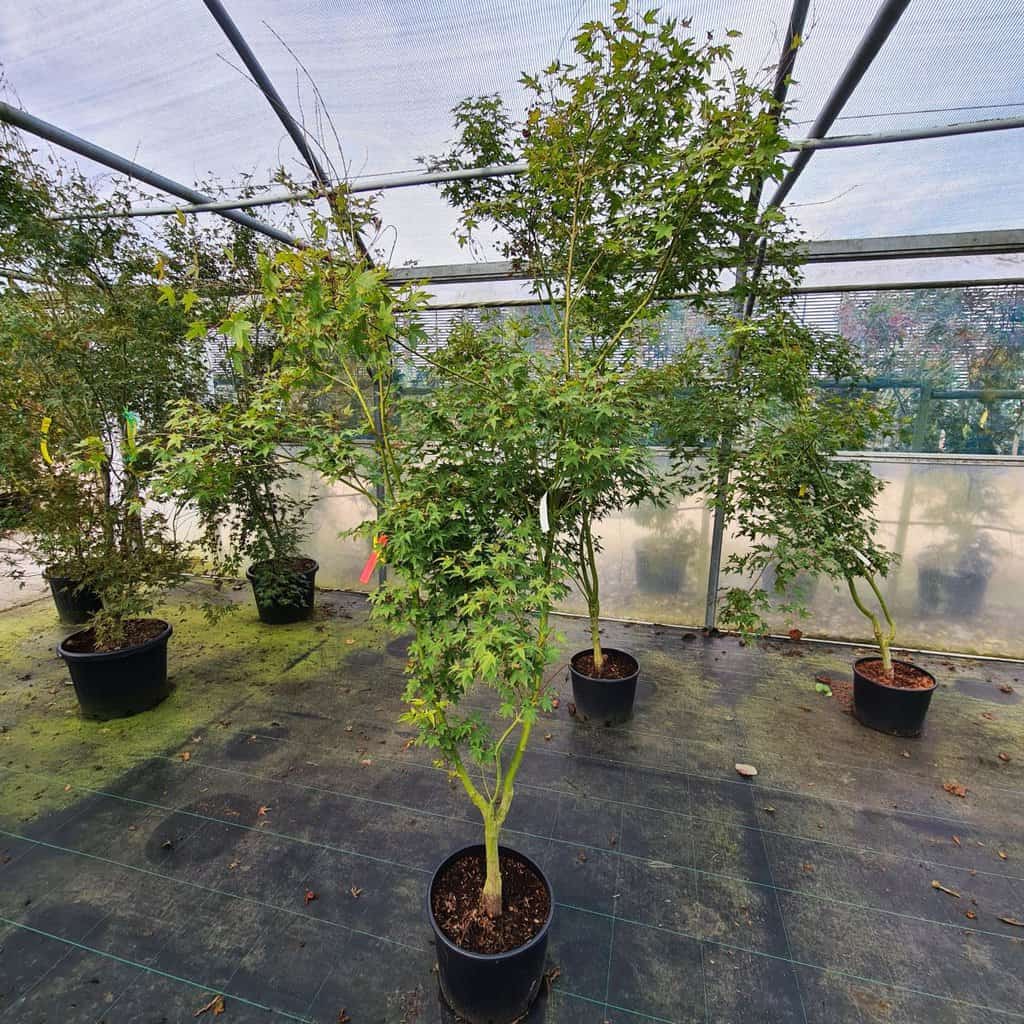 Acer palmatum 'Aureum'