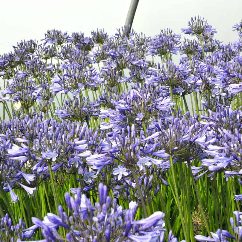 Agapanthus 'Peter Pan'
