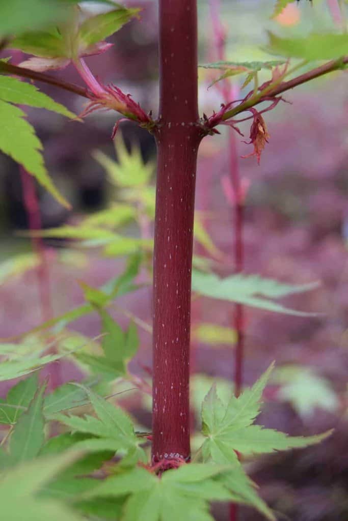 Acer palmatum 'Sango-kaku' 200-250 cm