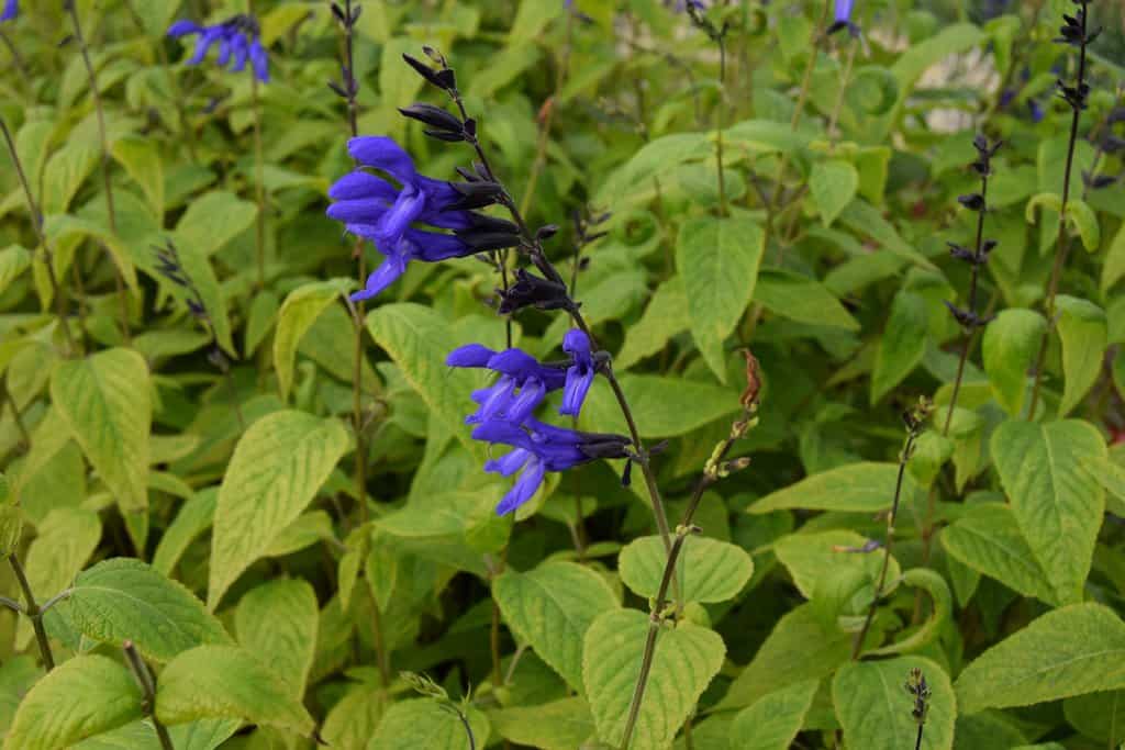 Salvia guaranitica 'Black and Blue' ---