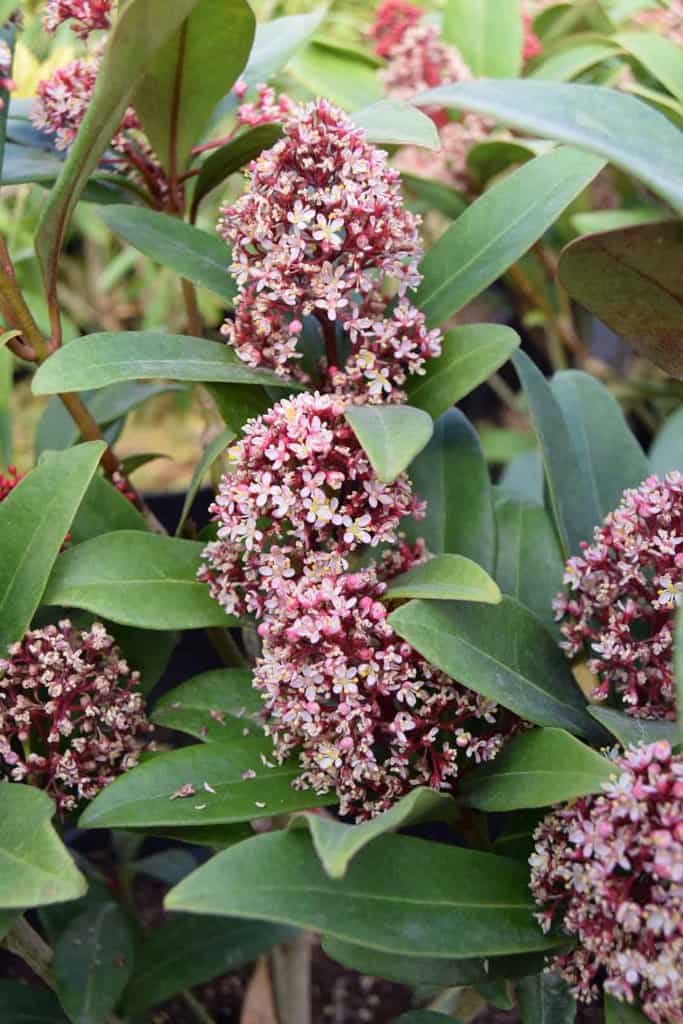 Skimmia japonica 'Rubella' 20-30 cm