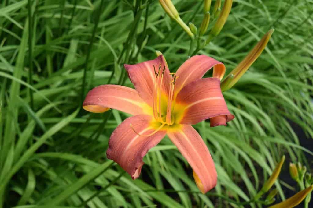 Hemerocallis 'Pink Damask' ---