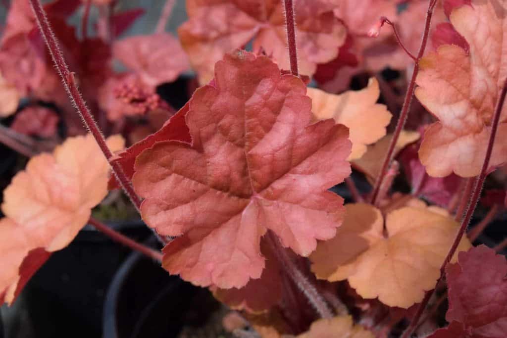 Heuchera 'Apricot' ®