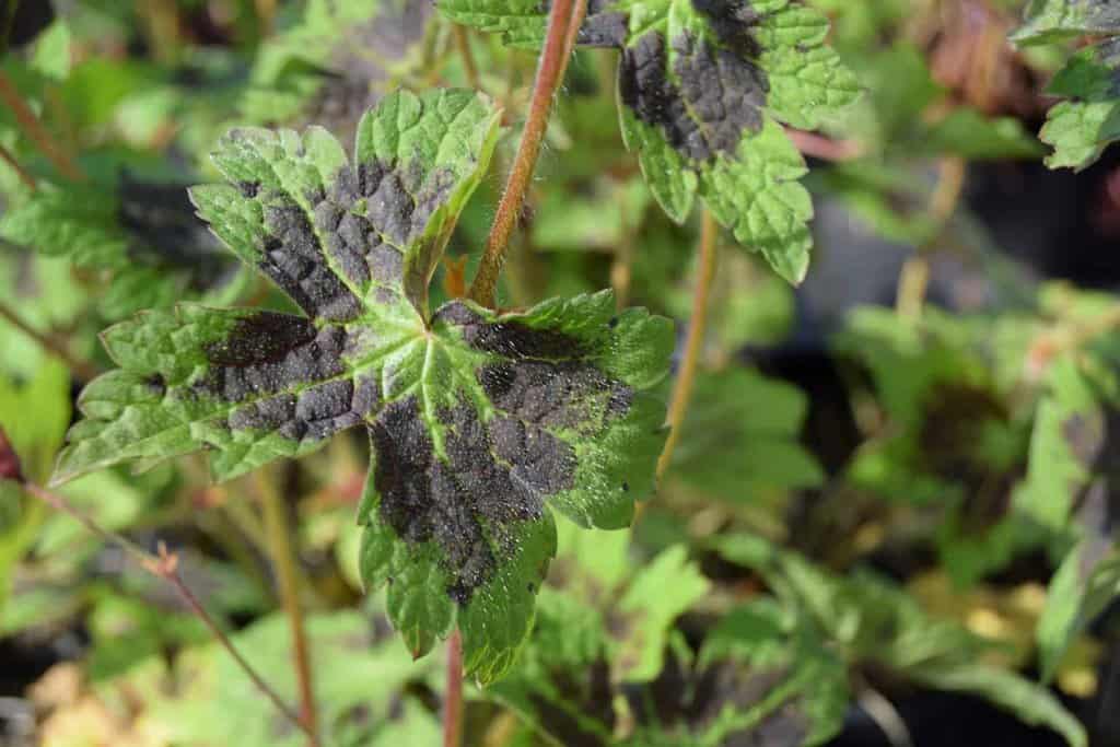 Geranium phaeum var. phaeum 'Samobor' ---