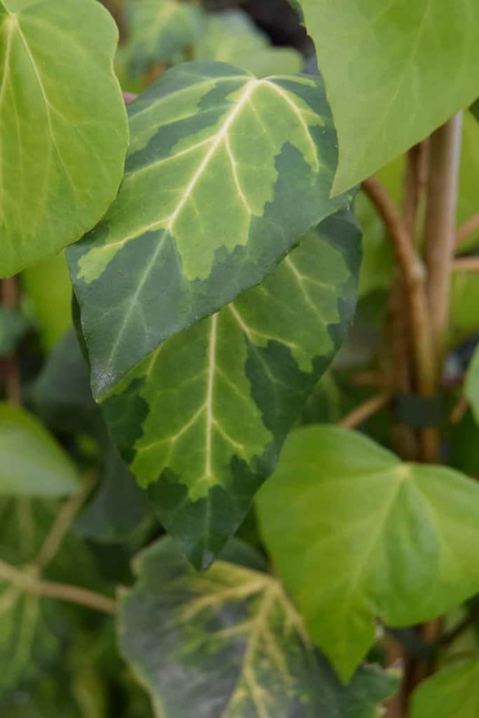 Hedera colchica 'Sulphur Heart' 150-175 cm